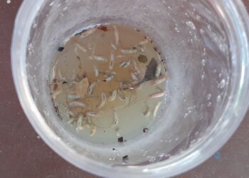 Worms present inside the cup of water