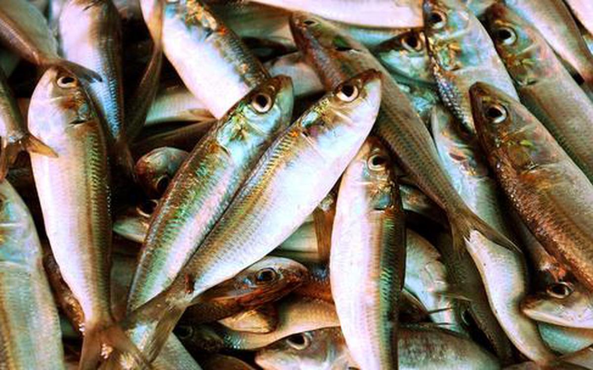 indian sardine fish