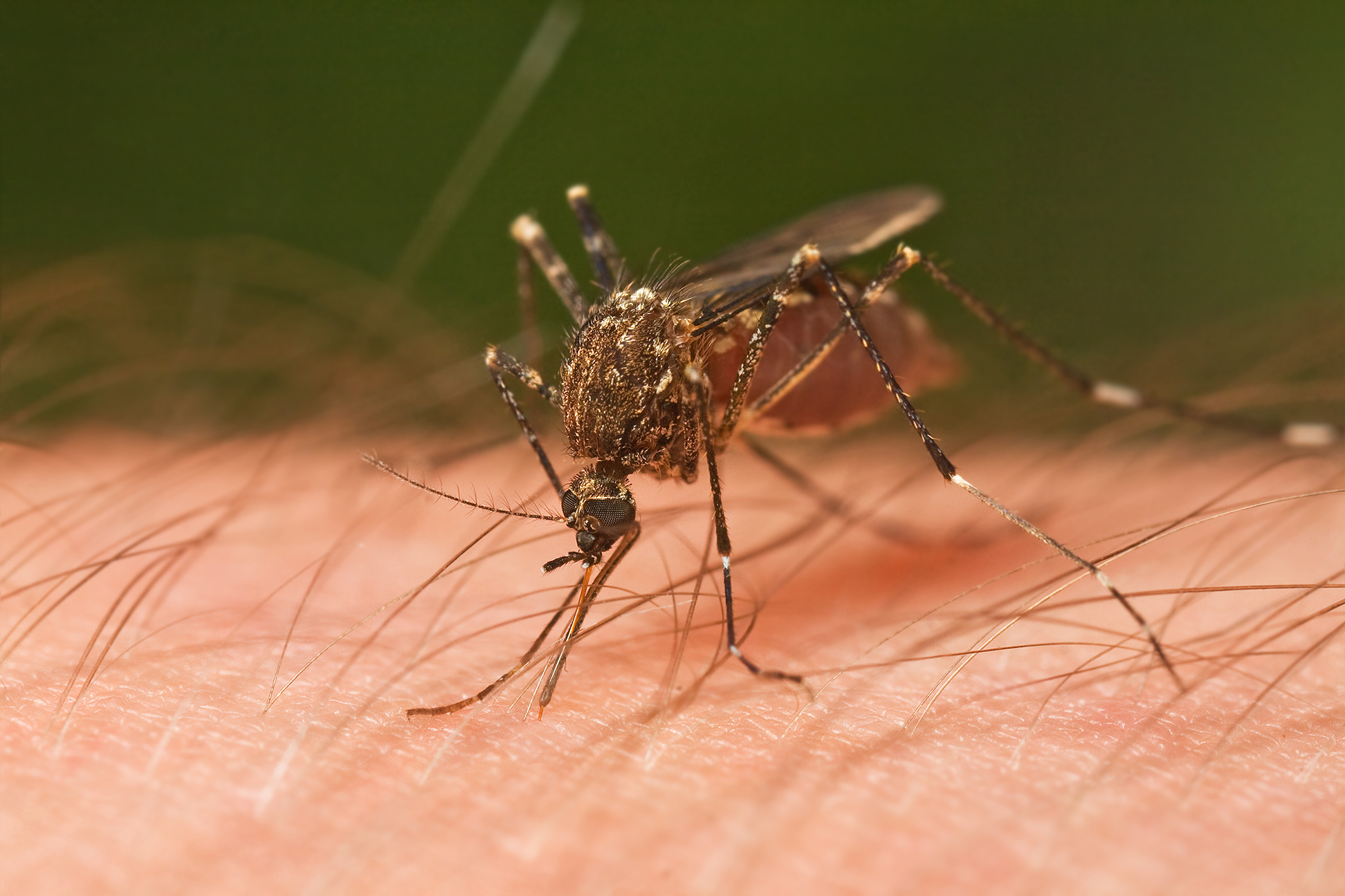 ICMR-VCRC scientists have developed two mosquito strains to control spread of dengue.