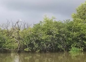 The mangroves of Muthupet, the largest such forest in Tamil Nadu. Pichavaram, often wrongly described as the second largest mangrove forest in the world, Asia, or India, is not even the largest in Tamil Nadu; it is the second largest in TN