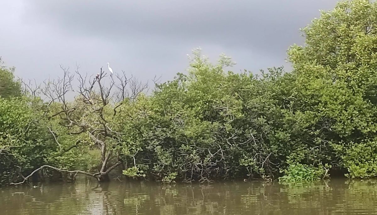 The mangroves of Muthupet, the largest such forest in Tamil Nadu. Pichavaram, often wrongly described as the second largest mangrove forest in the world, Asia, or India, is not even the largest in Tamil Nadu; it is the second largest in TN
