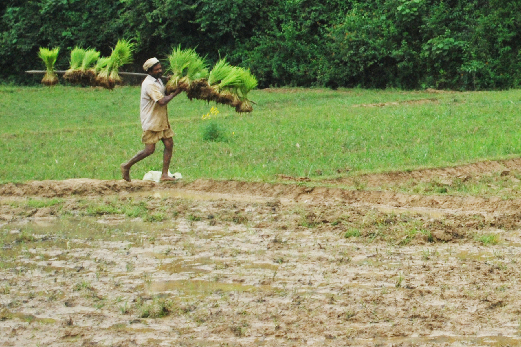 Wayanad tribal farmer Cheruvayal Raman who has evolved as a living paddy gene bank. (Special arrangement)