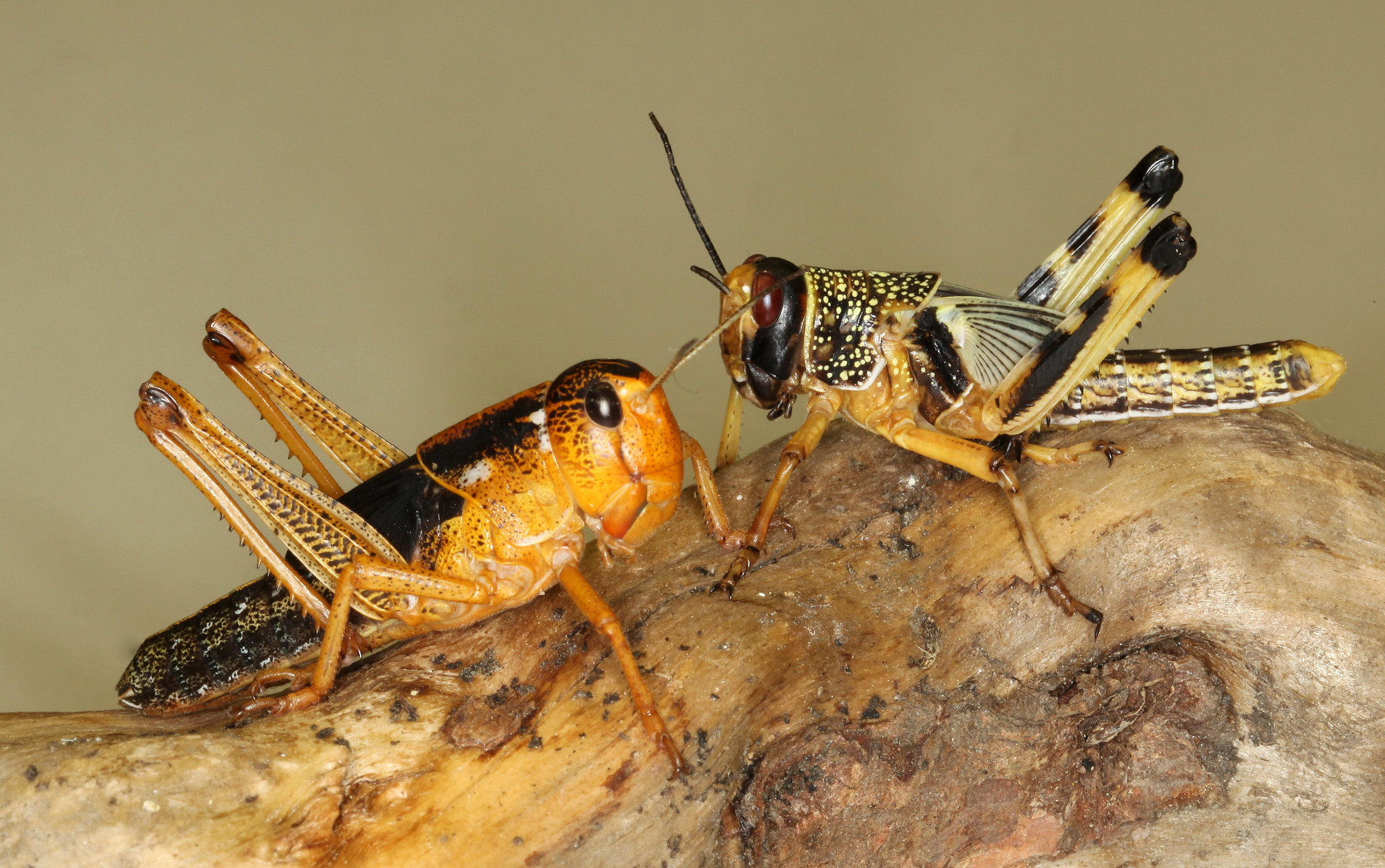 locusts are swarming grasshoppers that attack crops damaging them