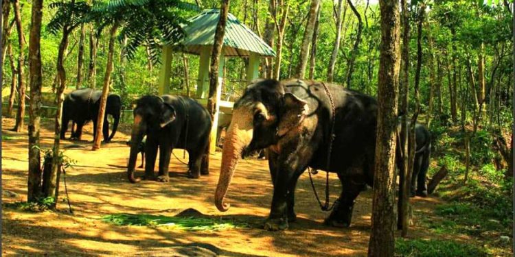 Elephant retirement camp