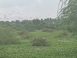 Many birds at Udhayamarthandapuram bird sanctuary and Ramsar site