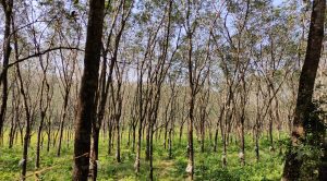 Kerala rubber plantation