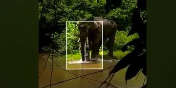 Sick elephant spotted in Coimbatore forest (South First)