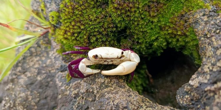The Ghatiana Dvivarna crab species. (Supplied)