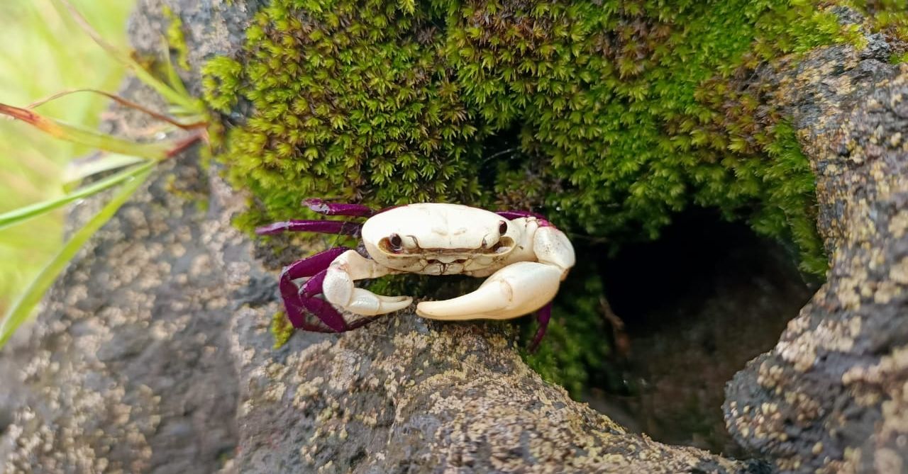 What is Ghatiana Dvivarna? Forest guard, naturalist from Karnataka discover new crab species