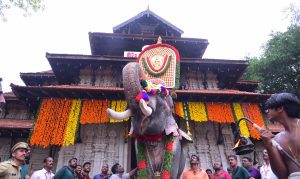 A captive elephant being paraded at Thrissur Pooram.