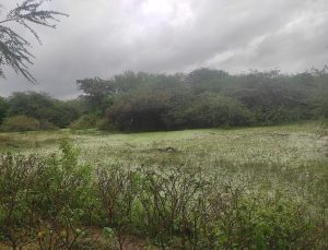 Udhayamarthandapuram bird sanctuary, one of the 14 Ramsar sites in Tamil Nadu
