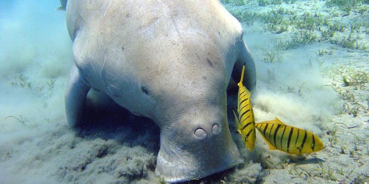 Dugong conservation reserve in Palk Bay