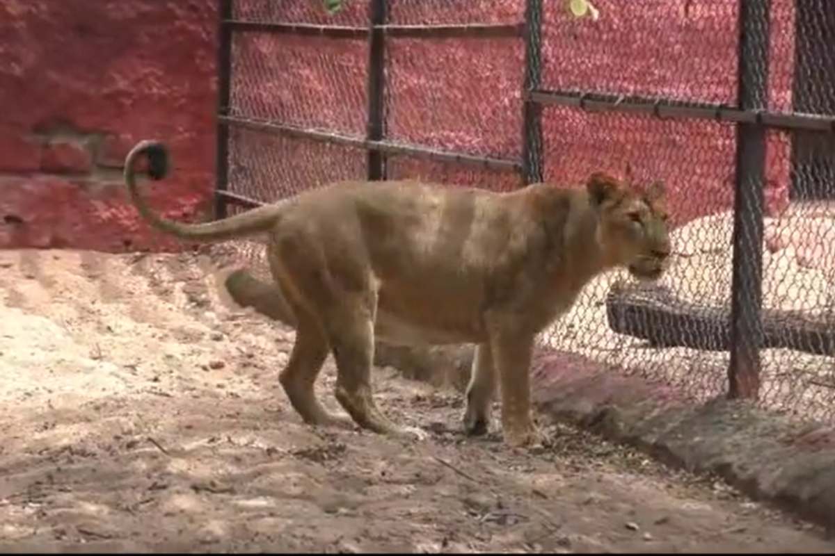 Hyderabad zoo: 2 out of 20 lions sick - The South First