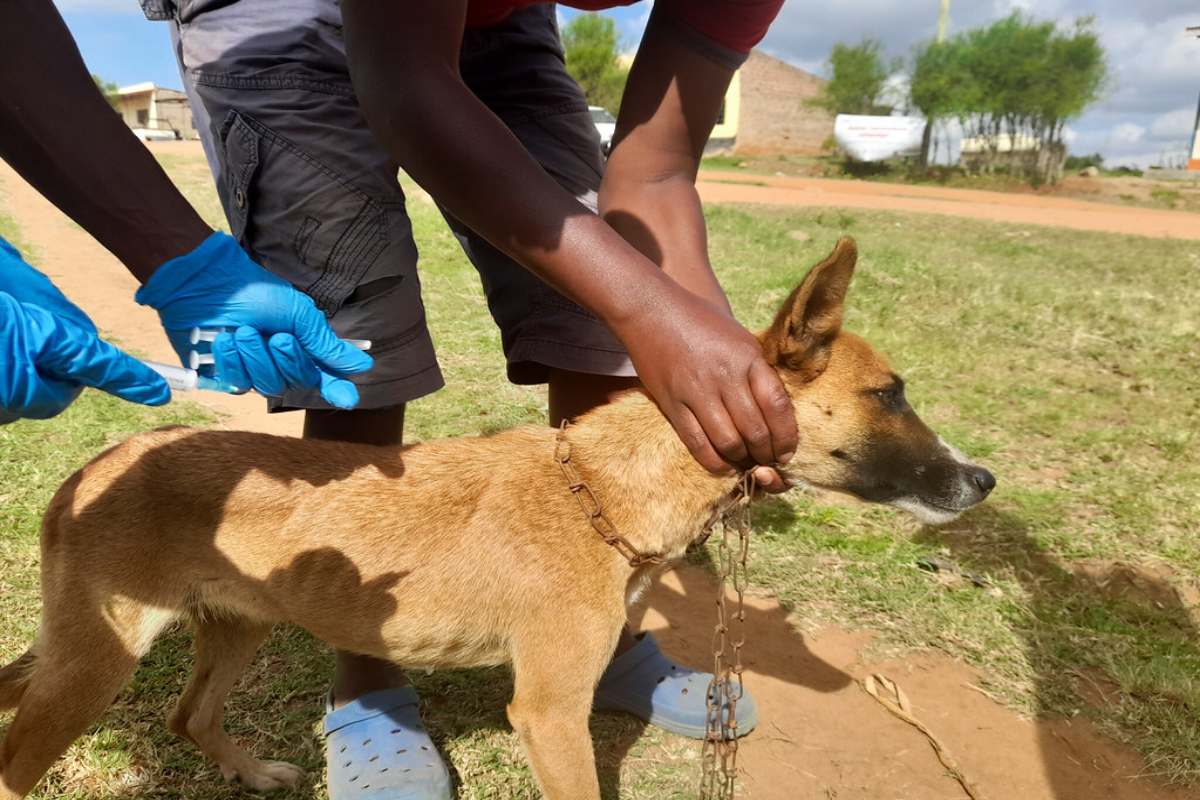 World Rabies Day: Rabies is a fatal but preventable viral disease;  vaccination is the key - The South First