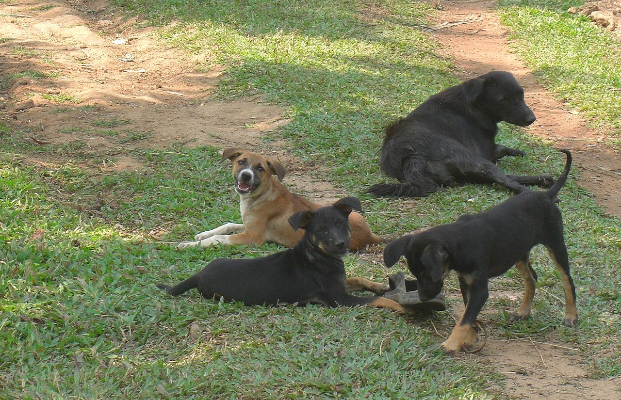 Kerala set to launch month-long massive vaccination drive for stray dogs