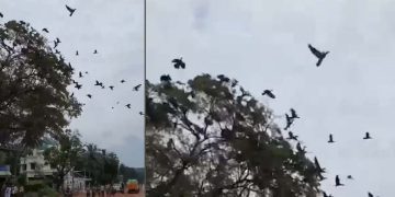 Thousands of birds nesting in the giant tamarind tree died when the tree was suddenly felled for road expansion. (South First)