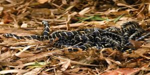 baby cobras