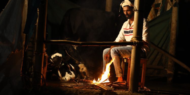 M Jose, a cattle farmer of Mundakkolli near Cheeral in Wayanad guards his cow at night against tiger attack. (Jithesh Cheeral)
