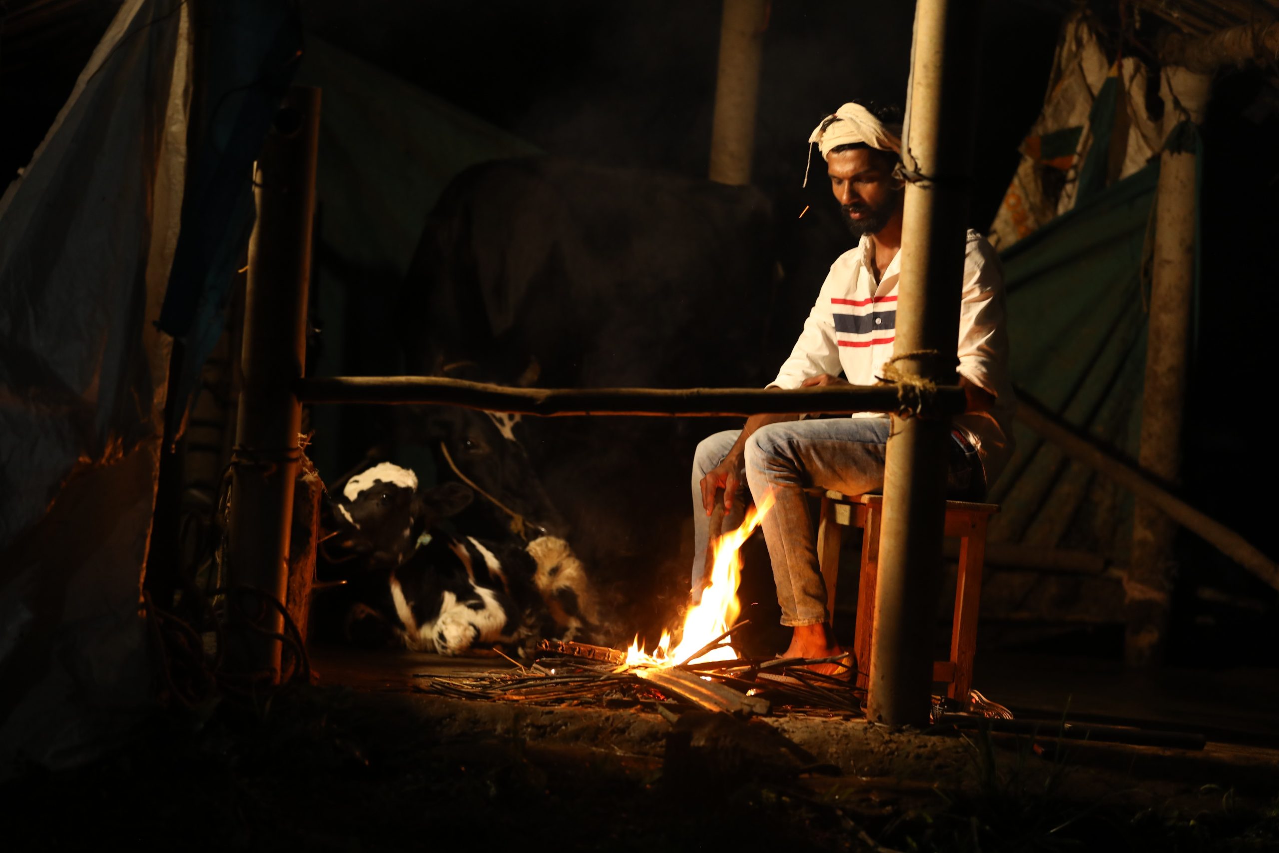 M Jose, a cattle farmer of Mundakkolli near Cheeral in Wayanad guards his cow at night against tiger attack. (Jithesh Cheeral)
