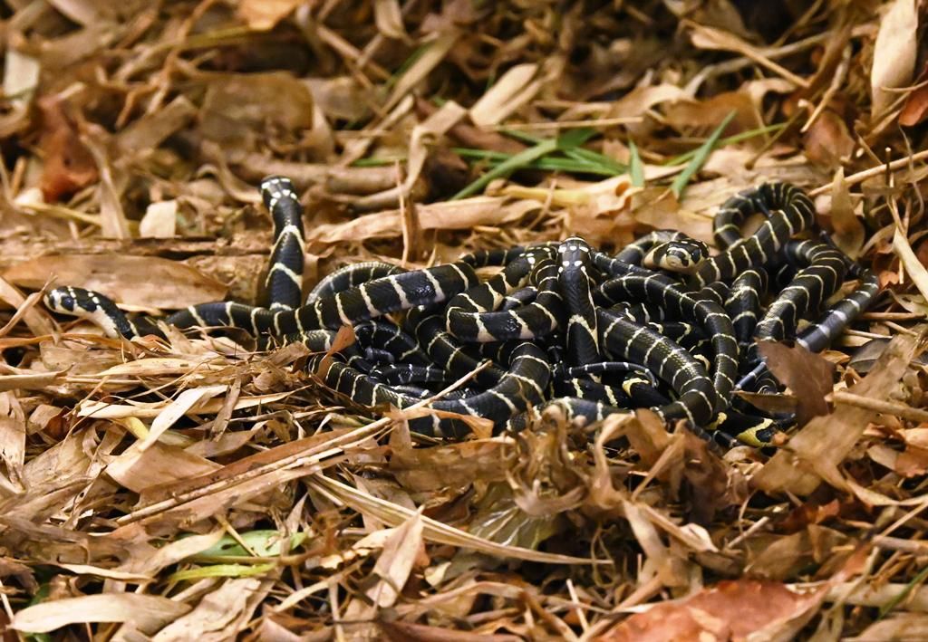 The baby king cobras released in the Eastern Ghats. (Supplied)