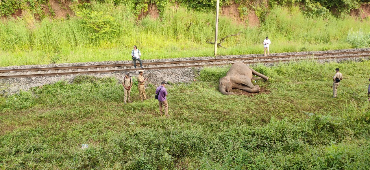An elephant killed on the railway track through the Walayar forest, Kerala. (Supplied)