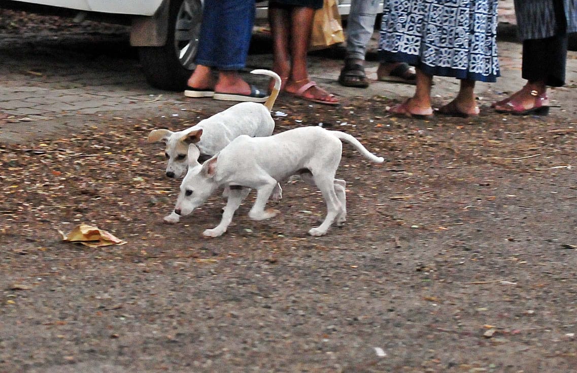 Kerala dog menace: Why the drive to vaccinate strays has been a spectacular failure