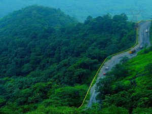 Wayanad forests.