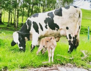 A Vechoor cow and its calf developed through IVF by the Kerala Livestock Development Board. (jchinchurani/Instagram)