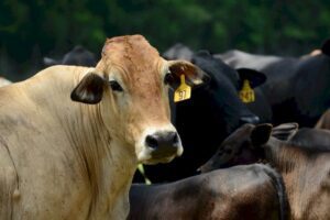 Cattle feed prices are up. 
