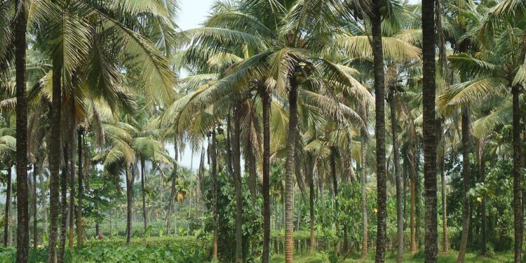 Coconut oil plantation
