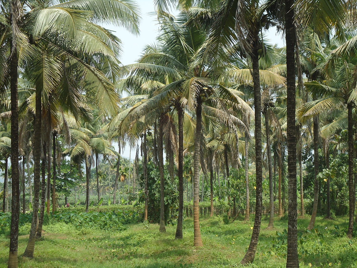 Coconut oil plantation