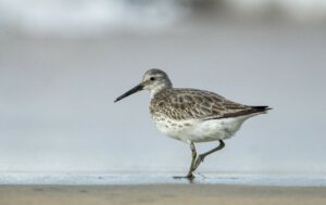 Great knots are endangered species, included in IUCN's Red List. (Dr Kalesh Sadasivan)