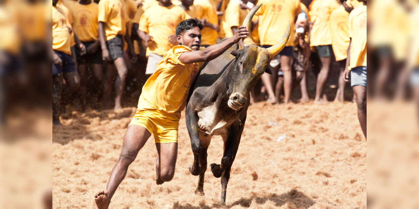 Are Jallikattu and bullock-cart races protected under Article 29 (1) of the Constitution as a cultural right? (Wikimedia Commons)
