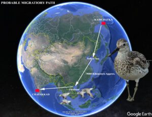 The probable flight path of great knots from Kamchatka in the Russian Far East to Chavakkad in Kerala. (Supplied)