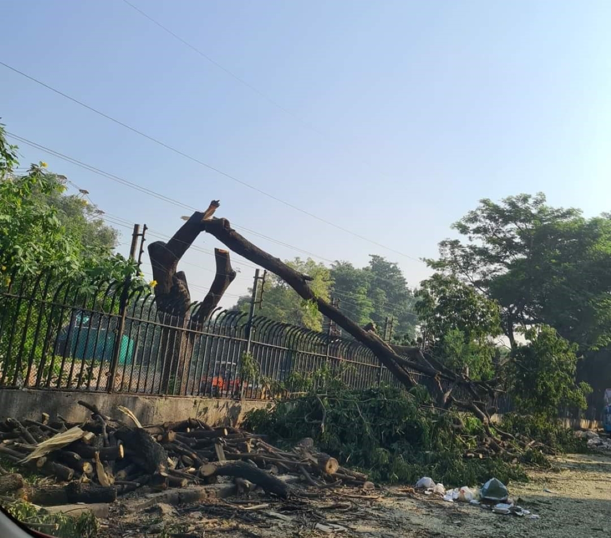 A tree at the NTR Marg