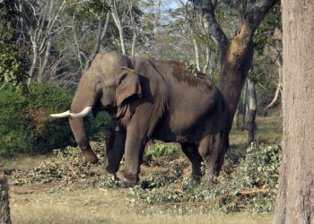 A forest official was injured, and two vehicles were damaged in an elephant attack near Malappuram