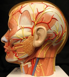 Facial nerve schwanoma