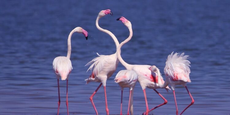 Flamingoes are the most attractive and sought after bird in the backwaters of Almatti Dam. (Pic - Raju Davalagi)