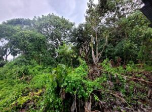 The dilapidated place in Kurichy where the smartphones were found 