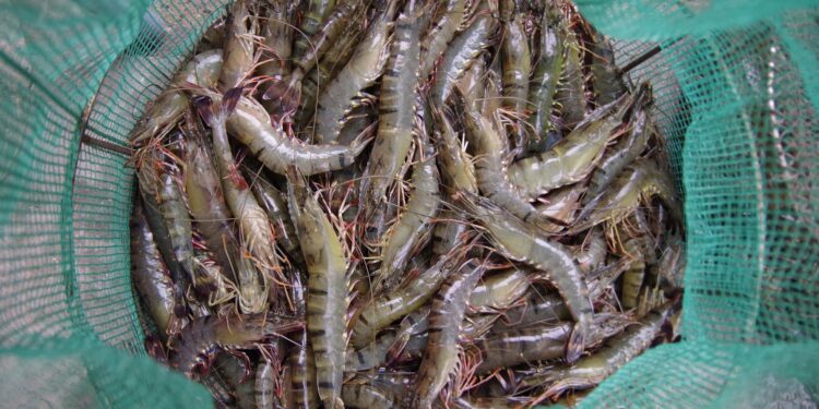 A host of factors — some external and some internal — have come into play to force Andhra Pradesh shrimp farmers into opting for distress sales or destroying their produce. (Creative Commons)