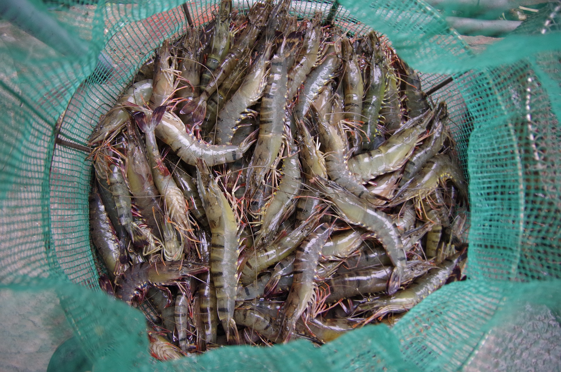 A host of factors — some external and some internal — have come into play to force Andhra Pradesh shrimp farmers into opting for distress sales or destroying their produce. (Creative Commons)