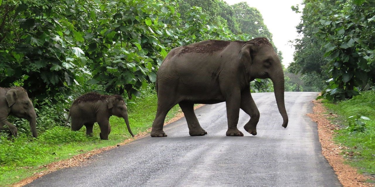 Karnataka government decides to double the solatium paid for wild elephant attacks. Representational Image. (Creative Commons)