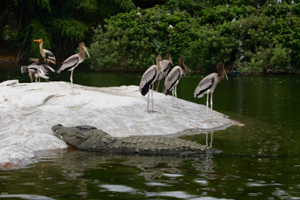 Ranganathittu Bird Sanctuary: Top sanctuary in Karnataka