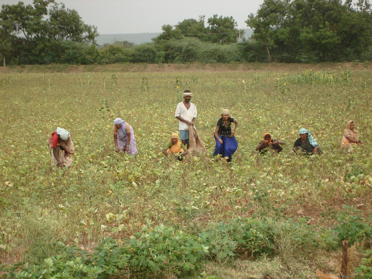 Silent scream: Debts mount as welfare schemes elude Telangana’s tenant farmers