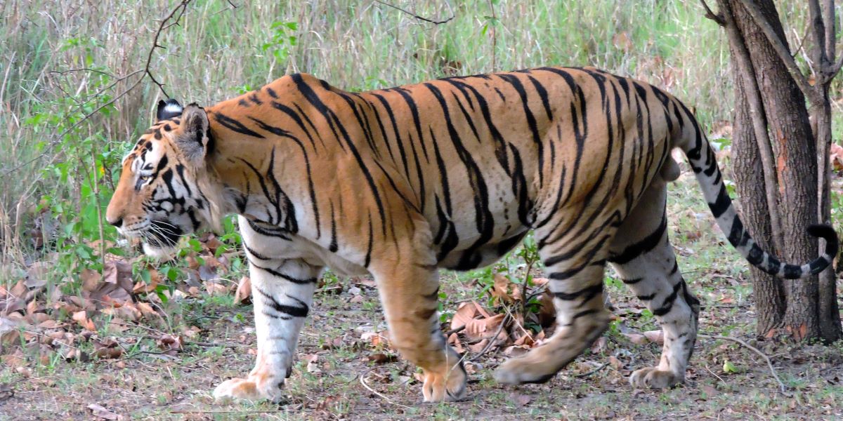 Dead Tiger in Wayanad