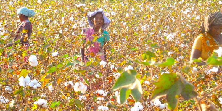 Women in Raddis cotton farm in Manyam district