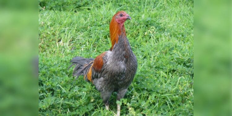 A Peruvian rooster. (MECallaghan)