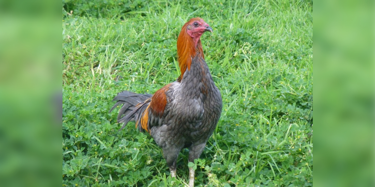 A Peruvian rooster. (MECallaghan)