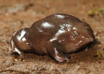 Purple frog which lost ithe race to become Kerala's official frog. Photo: David Raju.