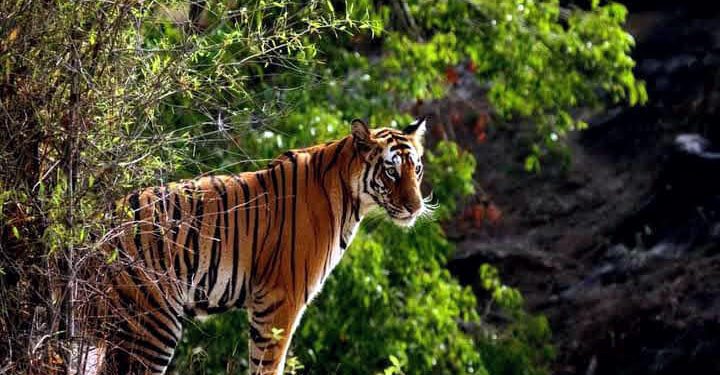 Kerala plans to sterilise wildlife from the air; a lot of hot air, say  experts - The South First